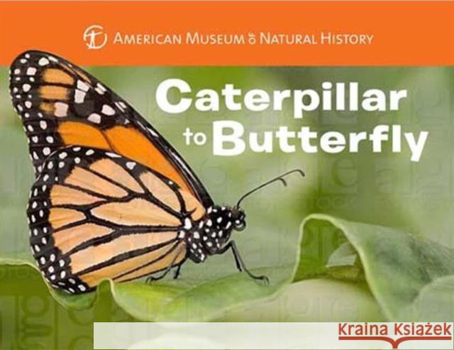 Caterpillar to Butterfly Melissa Stewart American Museum of Natural History 9781454914068 Sterling Children's Books - książka