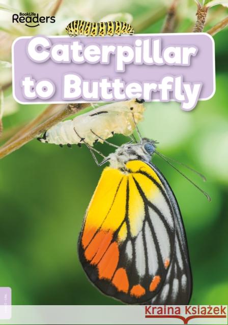 Caterpillar to Butterfly William Anthony 9781839278938 BookLife Publishing - książka