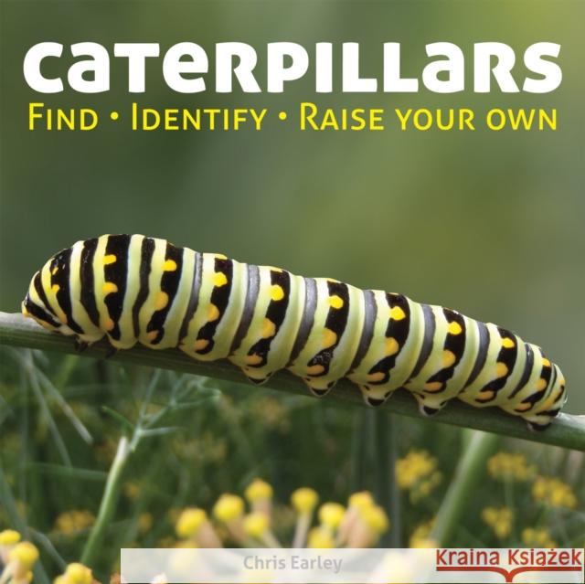 Caterpillars: Find - Identify - Raise Your Own Chris Earley 9781770851832 Firefly Books Ltd - książka