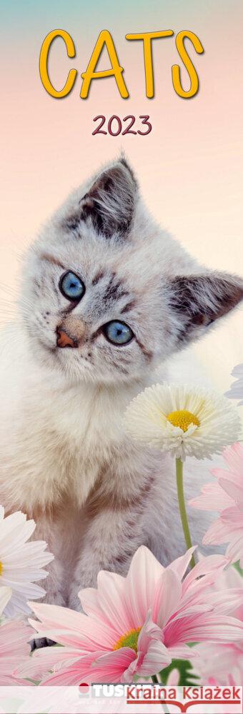 Cats 2023  9783959291095 Tushita - książka