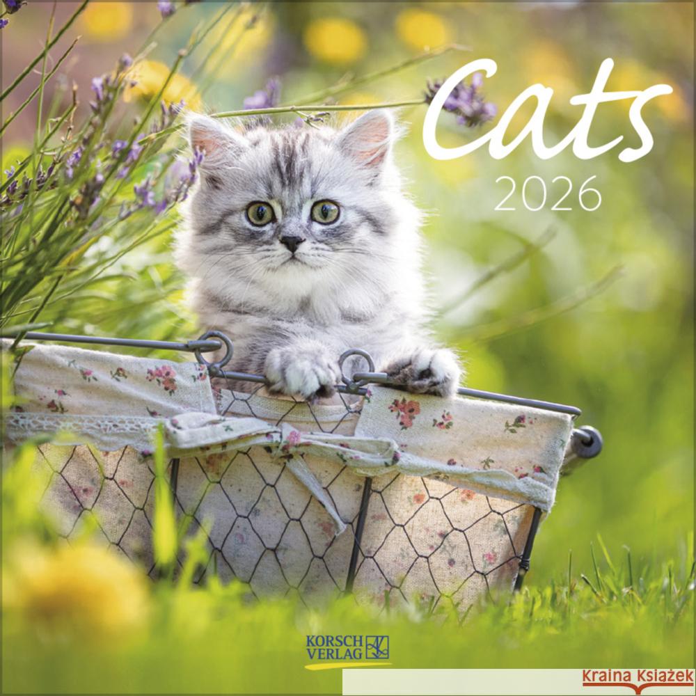 Cats 2026  9783731883791 Korsch - książka