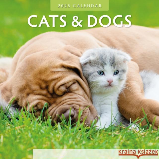 Cats & Dogs 2025 Square Wall Calendar Red Robin 9781804423752 Red Robin Publishing Ltd. - książka