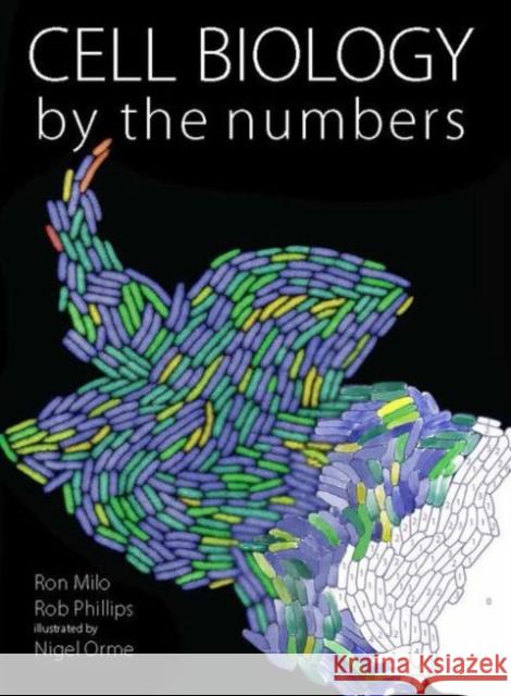 Cell Biology by the Numbers Ron Milo Rob Phillips 9780815345374 Taylor & Francis Inc - książka