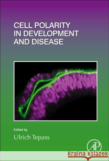 Cell Polarity in Development and Disease: Volume 154 Tepass, Ulrich 9780128201589 Elsevier Science Publishing Co Inc - książka