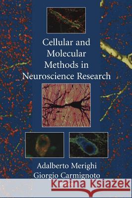 Cellular and Molecular Methods in Neuroscience Research Merighi, Adalberto 9780387953861 Springer - książka