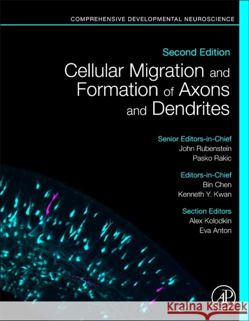 Cellular Migration and Formation of Neuronal Connections: Comprehensive Developmental Neuroscience Bin Chen Kenneth Y. Kwan John Rubenstein 9780128144077 Academic Press - książka