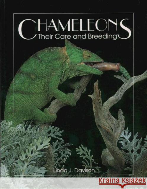 Chameleons: Their Care and Breeding Linda Davison 9780888393531 Hancock House Publishers Ltd ,Canada - książka