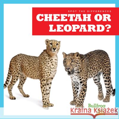 Cheetah or Leopard? Jamie Rice N/A 9781636903439 Bullfrog Books - książka