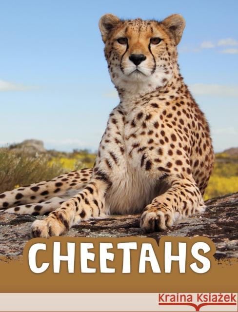 Cheetahs Jaclyn Jaycox 9781398202429 Capstone Global Library Ltd - książka