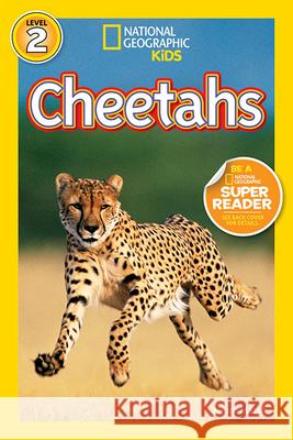 Cheetahs Laura Marsh 9781426308550 National Geographic Society - książka
