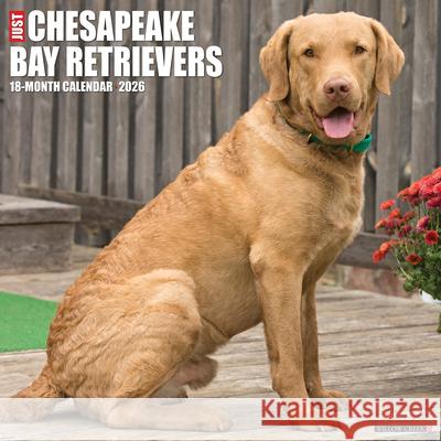 Chesapeake Bay Retrievers 2026 12 X 12 Wall Calendar Willow Creek Press 9781549250668 Willow Creek Press Calendars - książka