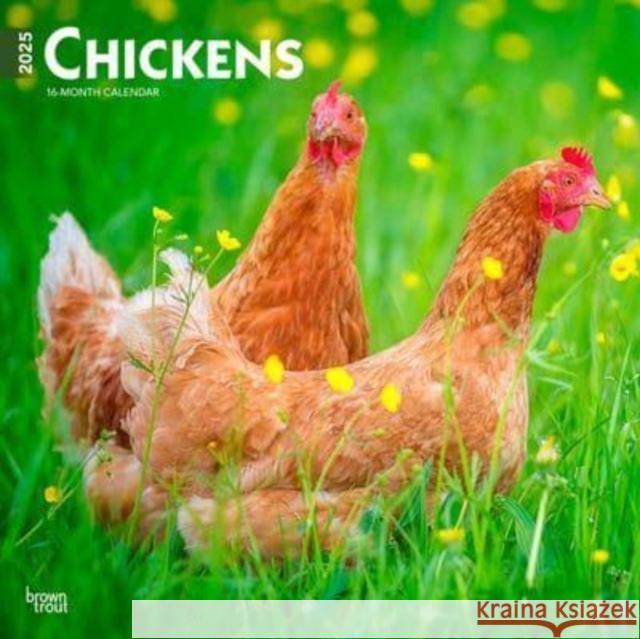 Chickens 2025 12 X 24 Inch Monthly Square Wall Calendar Plastic-Free Browntrout 9781975476830 Browntrout Publishers - książka