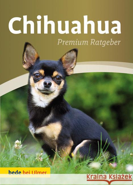 Chihuahua Schmitt, Annette   9783800198672 Ulmer (Eugen) - książka