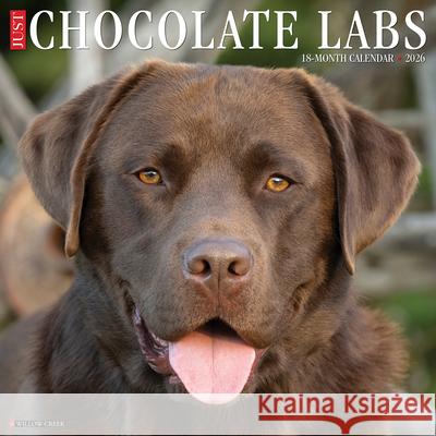 Chocolate Labs 2026 12 X 12 Wall Calendar Willow Creek Press 9781549250705 Wlcp - książka
