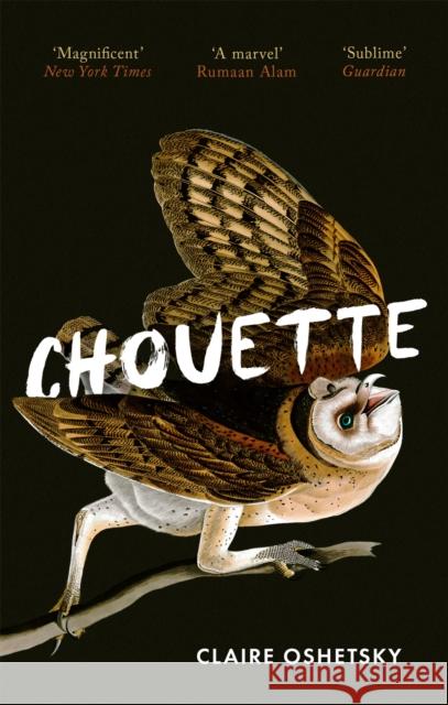 Chouette Claire Oshetsky 9780349014890 Little, Brown Book Group - książka