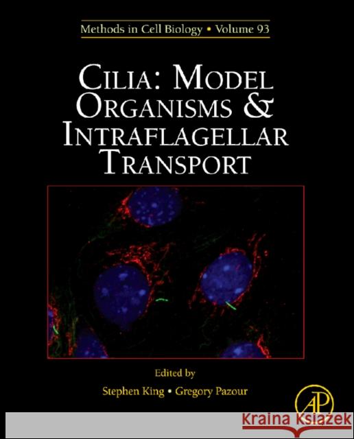 Cilia: Model Organisms and Intraflagellar Transport: Volume 93 King, Stephen M. 9780123813770 Academic Press - książka