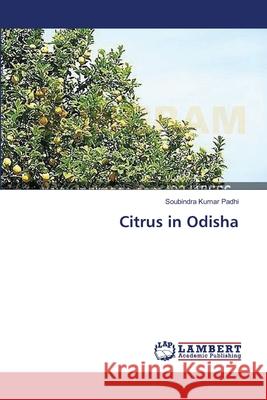 Citrus in Odisha Padhi Soubindra Kumar 9783659394133 LAP Lambert Academic Publishing - książka