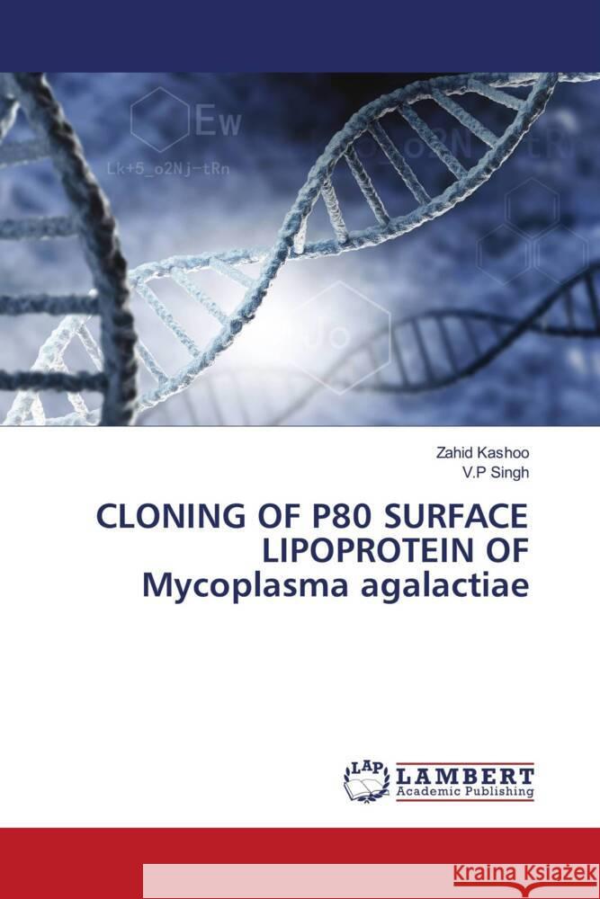 CLONING OF P80 SURFACE LIPOPROTEIN OF Mycoplasma agalactiae Zahid Kashoo V. P. Singh 9786207469826 LAP Lambert Academic Publishing - książka