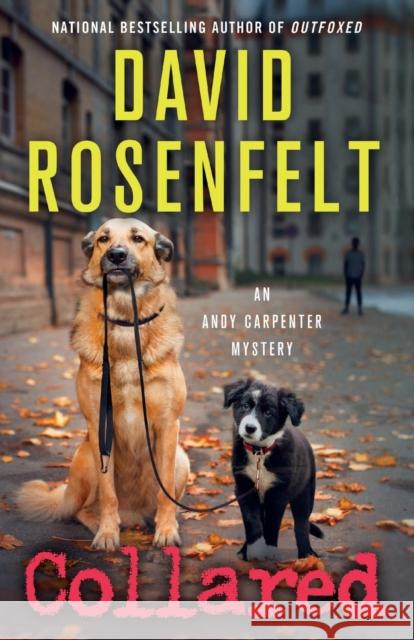 Collared: An Andy Carpenter Mystery David Rosenfelt 9781250056351 Minotaur Books - książka