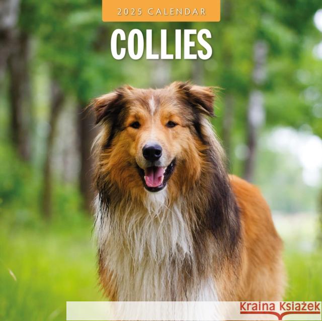 Collies 2025 Square Wall Calendar Red Robin 9781804424513 Red Robin Publishing Ltd. - książka