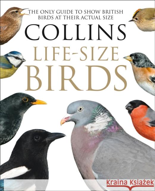 Collins Life-Size Birds: The Only Guide to Show British Birds at Their Actual Size Paul Sterry 9780008181116 HarperCollins Publishers - książka