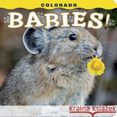 Colorado Babies! Steph Lemann 9781560376828 Farcountry Press - książka