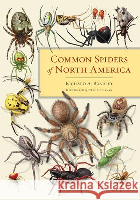 Common Spiders of North America Richard A Bradley 9780520274884  - książka