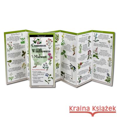 Common Wildflowers of the Midwest Michael Homoya Michael Digiorgio 9781621263913 Earth Sky + Water - książka