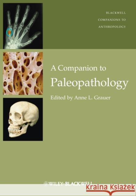 Companion to Paleopathology Grauer, Anne L. 9781444334258  - książka