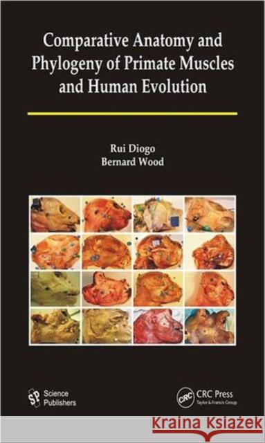 Comparative Anatomy and Phylogeny of Primate Muscles and Human Evolution Rui Diogo Bernard A. Wood 9781578087679 Science Publishers - książka