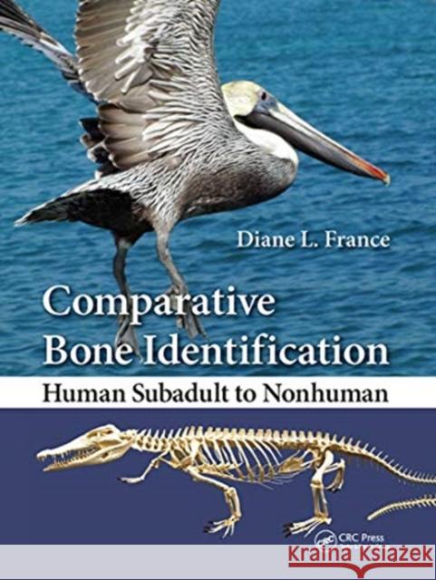 Comparative Bone Identification: Human Subadult to Nonhuman Diane L. France 9780367777883 CRC Press - książka