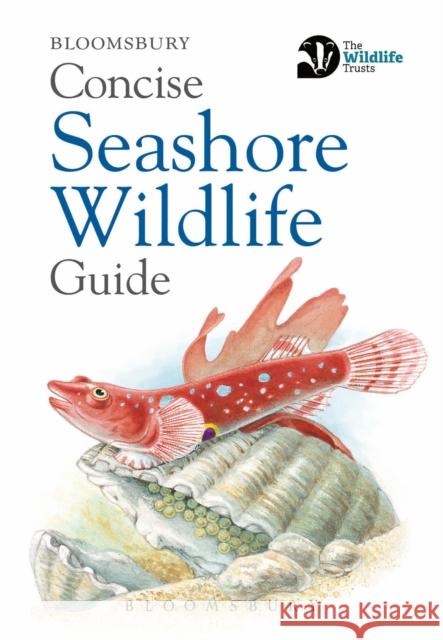 Concise Seashore Wildlife Guide Bloomsbury 9781472968296 Bloomsbury Publishing PLC - książka