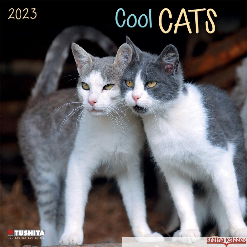 Cool Cats 2023  9783959291194 Tushita - książka
