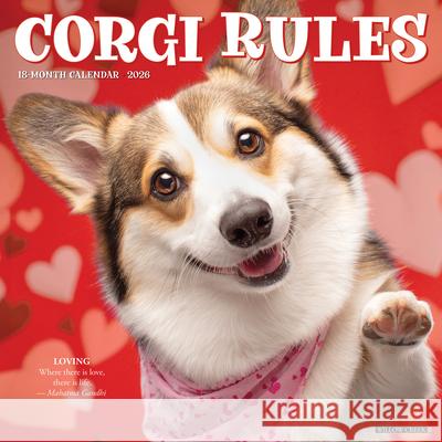 Corgi Rules 2026 12 X 12 Wall Calendar Willow Creek Press 9781549250828 Wlcp - książka