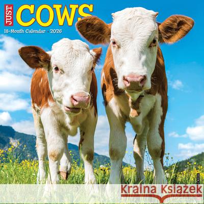 Cows 2026 12 X 12 Wall Calendar Willow Creek Press 9781549250903 Wlcp - książka
