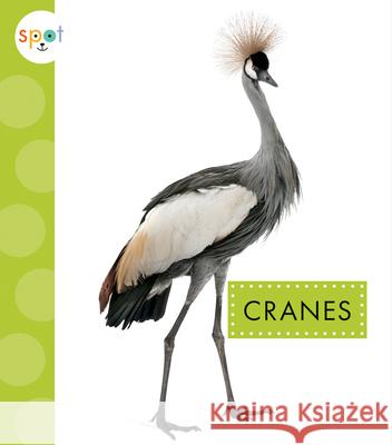 Cranes Lisa Amstutz 9781645490968 Amicus - książka