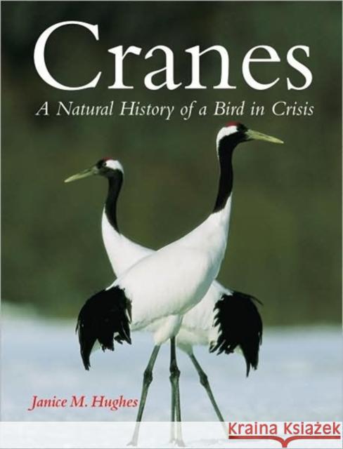 Cranes: A Natural History of a Bird in Crisis Janice Hughes 9781554073436 Firefly Books Ltd - książka