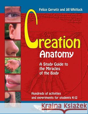 Creation Anatomy: A Study Guide to the Miracles of the Body Felice Gerwitz Jill Whitlock 9781931941433 Media Angels, Incorporated - książka