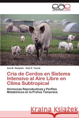 Cria de Cerdos En Sistema Intensivo Al Aire Libre En Clima Subtropical Ana M. Niebylski Ra?l E. Yaciuk 9783847358701 Editorial Acad Mica Espa Ola - książka