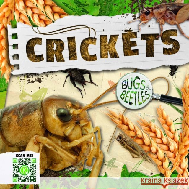 Crickets John Wood   9781786377234 BookLife Publishing - książka