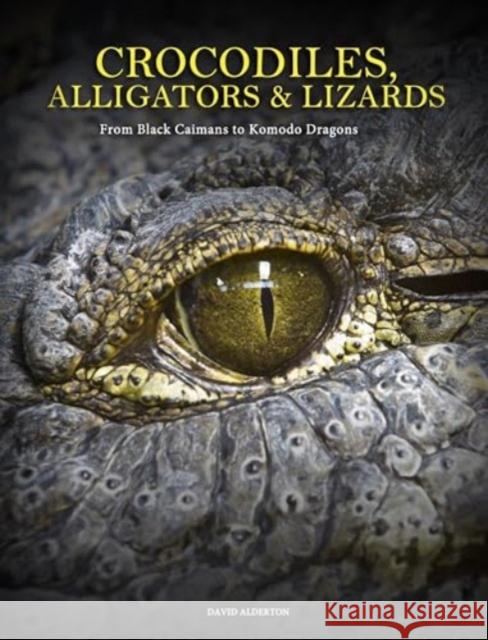 Crocodiles, Alligators & Lizards: From Black Caimans to Komodo Dragons David Alderton 9781838864286 Amber Books Ltd - książka