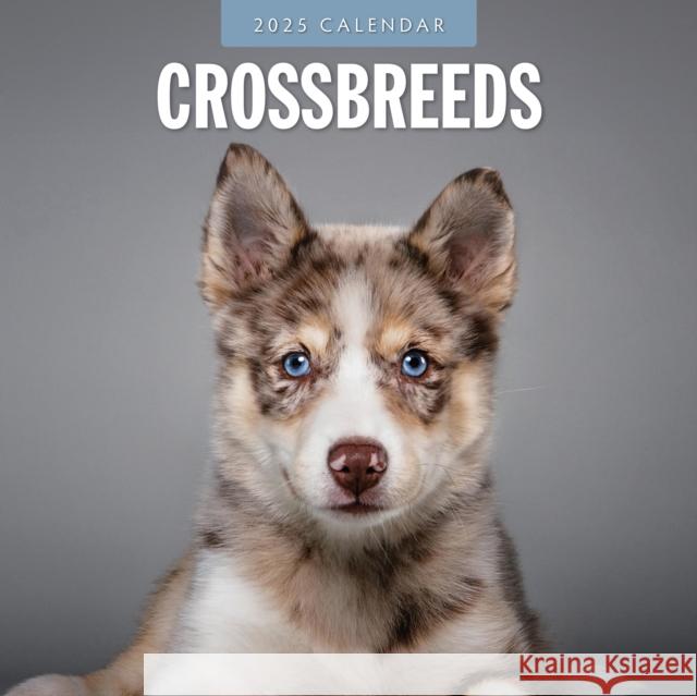 Crossbreeds 2025 Square Wall Calendar Red Robin 9781804424520 Red Robin Publishing Ltd. - książka