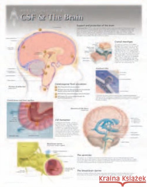 CSF & the Brain Laminated Poster Scientific Publishing 9781935612131 Scientific Publishing Limited - książka