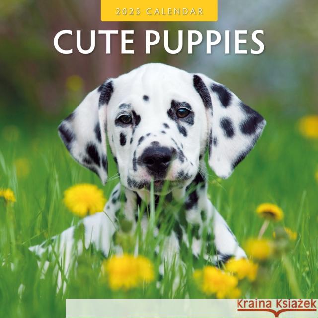 Cute Puppies 2025 Square Wall Calendar Red Robin 9781804423820 Red Robin Publishing Ltd. - książka