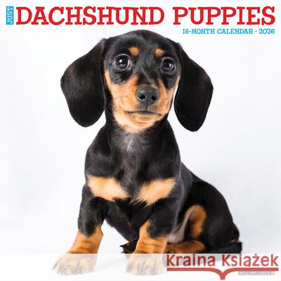 Dachshund Puppies 2026 12 X 12 Wall Calendar Willow Creek Press 9781549250927 Willow Creek Press Calendars - książka