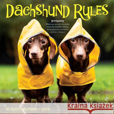 Dachshund Rules 2026 7 X 7 Mini Wall Calendar Willow Creek Press 9781549253546 Wlcp - książka
