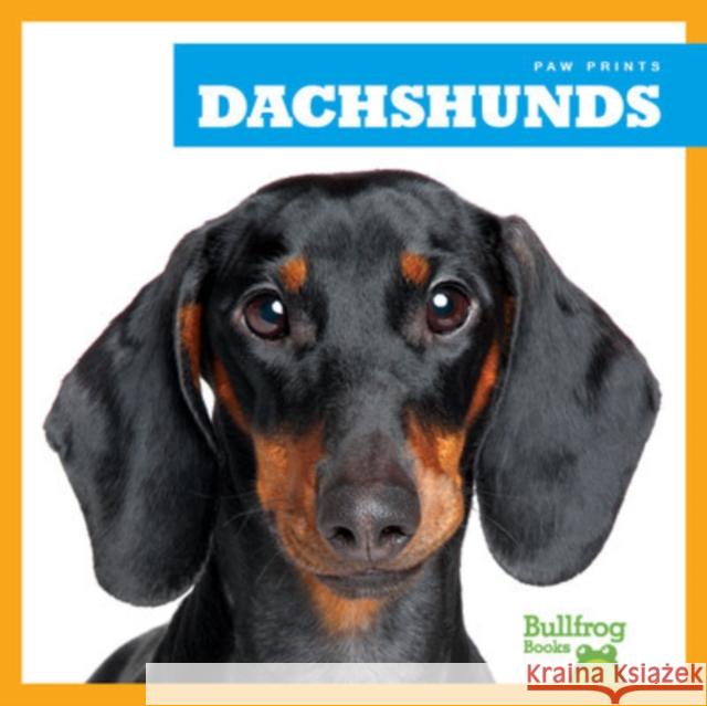 Dachshunds Kaitlyn Duling 9781624967689 Jump! Incorporated - książka