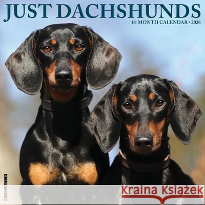 Dachshunds 2026 Wall Calendar Willow Creek Press 9781549250941 Wlcp - książka