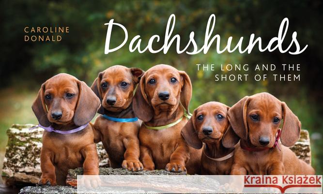 Dachshunds: The Long and the Short of Them Caroline Donald 9781910258279 Gemini Books Group Ltd - książka