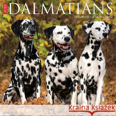 Dalmatians 2026 12 X 12 Wall Calendar Willow Creek Press 9781549250958 Wlcp - książka